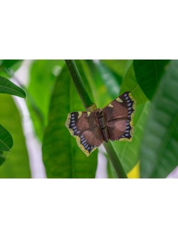 Magnet Papillon Morio Wildlife Garden