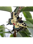 Magnet Papillon Machaon Wildlife Garden