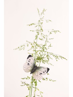 Magnet Piéride du chou Wildlife Garden