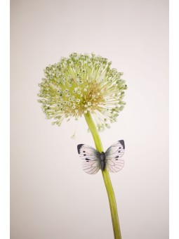 Magnet Piéride du chou Wildlife Garden