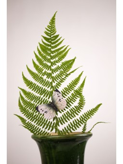 Magnet Piéride du chou Wildlife Garden